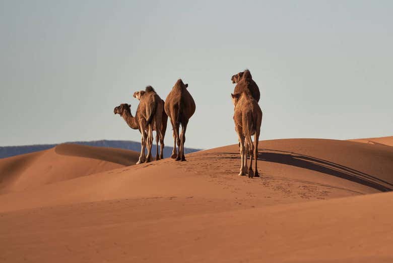 Camels in the desert