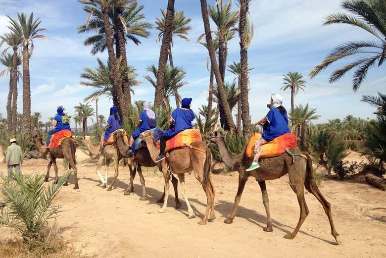Discovering the palm grove on a camel