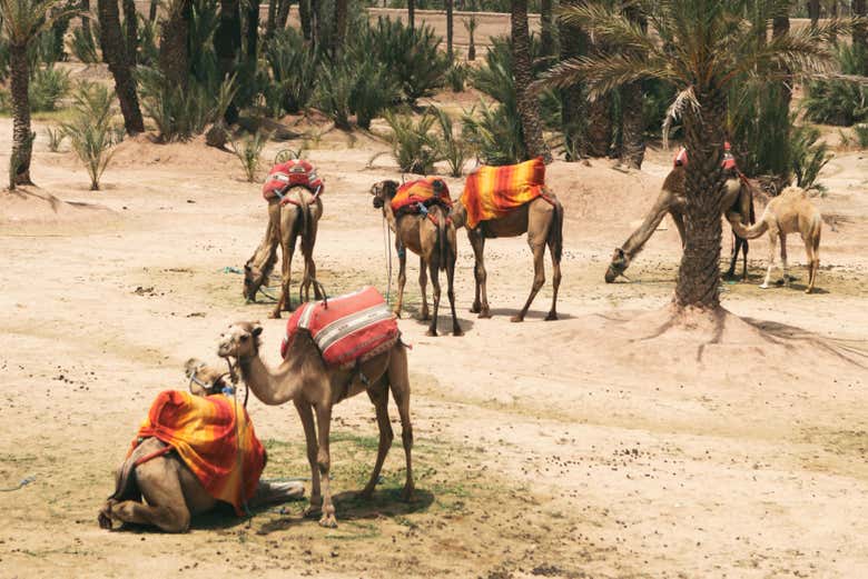 Camels outside Marrakech