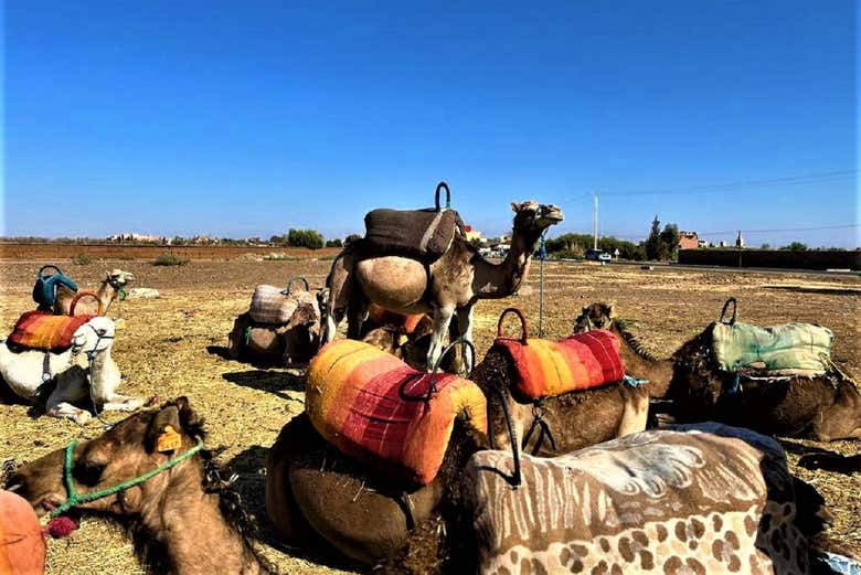 Camels in the Three Valleys