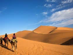 Trip to the Merzouga desert, camels