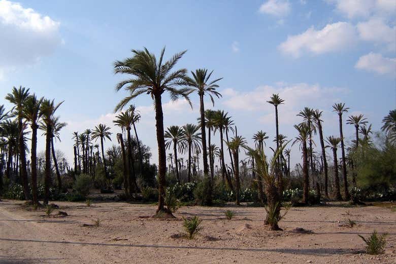 Palm groves near Marrakech