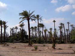 Marrakech Palm Grove